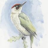Green Woodpecker