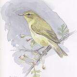Willow Warbler