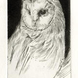 Barn Owl