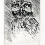 Little Owl