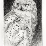 Snowy Owl