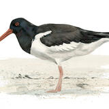Oystercatcher