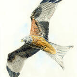 Red Kite