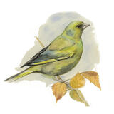Greenfinch