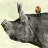 Berkshire Pig & Robin