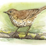 Song Thrush