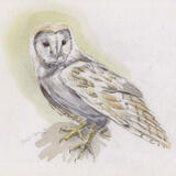 Barn Owl