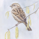 House Sparrow & Catkins