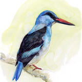 Blue Breasted Kingfisher