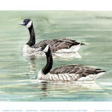 Canada Geese