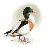 Shelduck