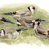 Goldfinches