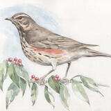 Redwing