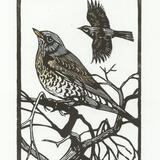 Fieldfares