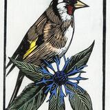 Goldfinch & Knapweed