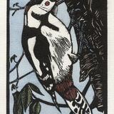 Great Spotted Woodpecker