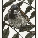 House Sparrow & Wisteria