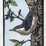 Nuthatch