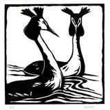 Great Crested Grebes