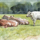 Resting Cattle