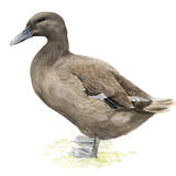 Khaki Campbell Duck