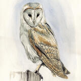 Barn Owl
