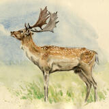 Fallow Stag
