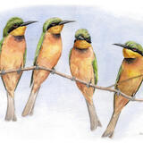Little Bee-eaters