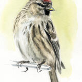 Redpoll