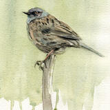 Dunnock