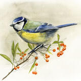 Bluetit