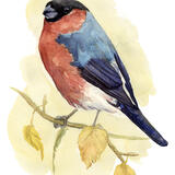 Bullfinch