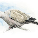 Collared Dove