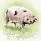 Gloucestershire Old spot pig