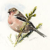 Chaffinch
