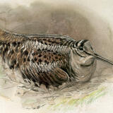 Woodcock