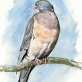 Wood Pigeon