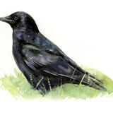 Carrion Crow