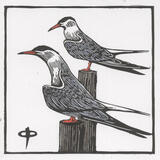 Common Terns