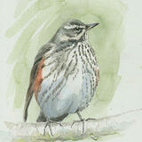 Redwing