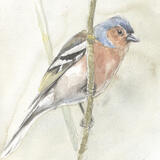 Chaffinch