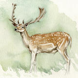 Fallow Stag
