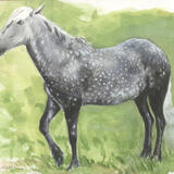 Dappled Grey Pony