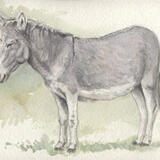 Donkey