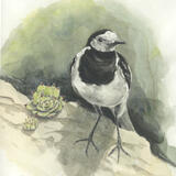 Pied Wagtail