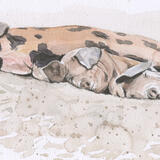 Oxford Sandy & Black Pigs