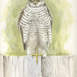 Sparrowhawk