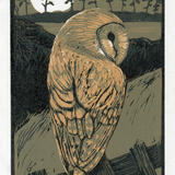 Barn Owl