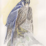 Peregrine Falcon