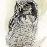 Hawk Owl